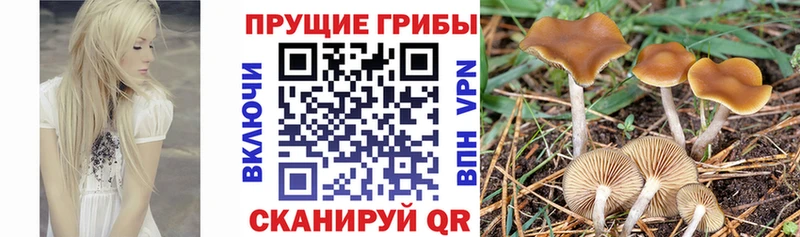 Галлюциногенные грибы MAGIC MUSHROOMS  Россошь 